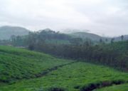  Kerala tea gardens