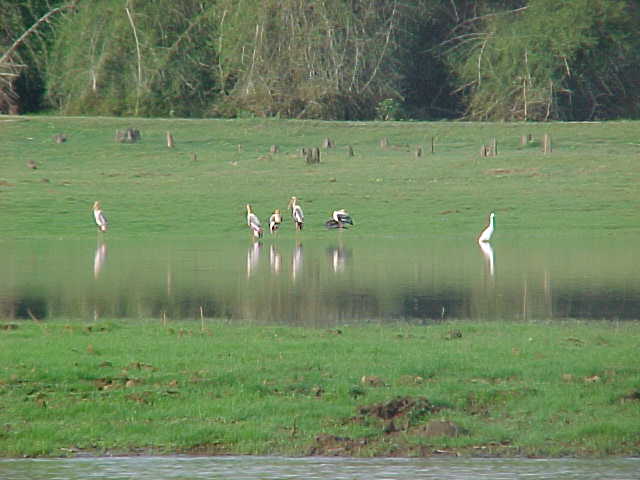 Wayanad wild life sanctuary