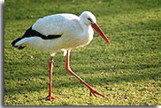 Kadalundi Bird Sanctuary