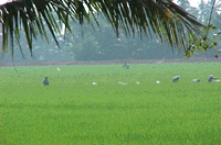 Alappuzha