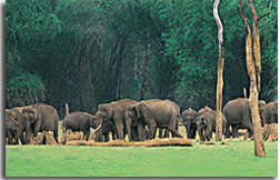  Periyar Wildlife Sanctuary