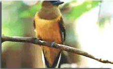 Thattekkad Bird Sanctuary